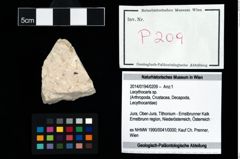 Foto (Objekt + Etikett) von Lecythocaris sp.  (NHMW-GEO-2014-0194-0209)